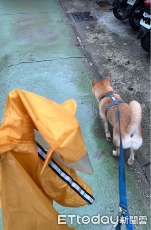 ▲下雨天硬要去公園！她無奈牽著「雨衣柴犬」：還不給我走！（圖／網友夏安提供，請勿隨意翻拍，以免侵權。）