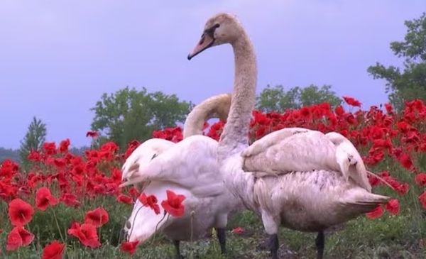 ▲▼斯洛伐克有一群天鵝誤食罌粟花後染上毒癮。(圖/翻攝自推特)