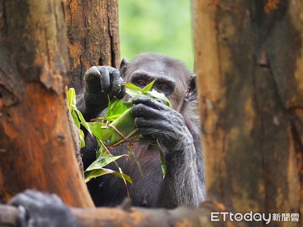 ▲黑猩猩「曼華」享用榴槤蔬果粽。（圖／壽山動物園提供）