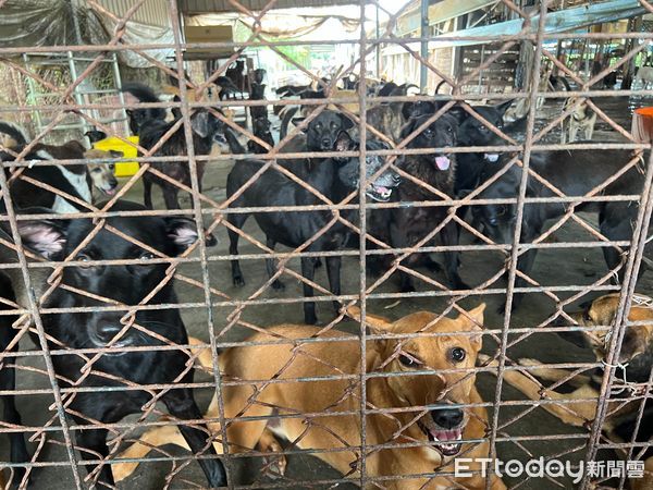 ▲民眾黨台南市黨部所合力募捐達300公斤飼料,贈與台南「徐春水流浪動物之家」,希望透過民眾黨的號召,喚起眾人對動保議題進一份心力。(圖/記者林悅翻攝,下同)