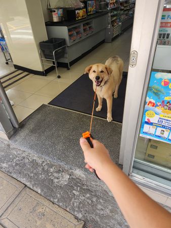 ▲▼散步經過超商進去吹冷氣　汪「放生姐姐」賴皮燦笑：我不回家。（圖／有點毛毛的／網友Christina Wang提供）