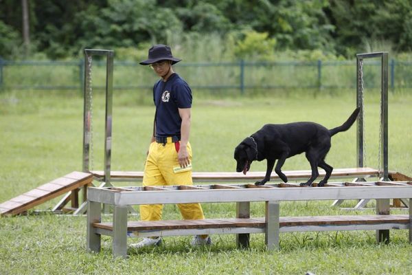 消防署將台灣打造為亞洲區搜救犬馴養技術交流平台。（消防署提供）