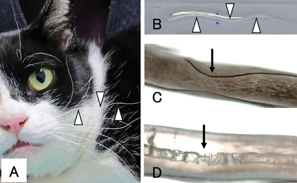 貓貓有波浪鬍鬚恐患白血病。（翻攝自BMC Veterinary Research）