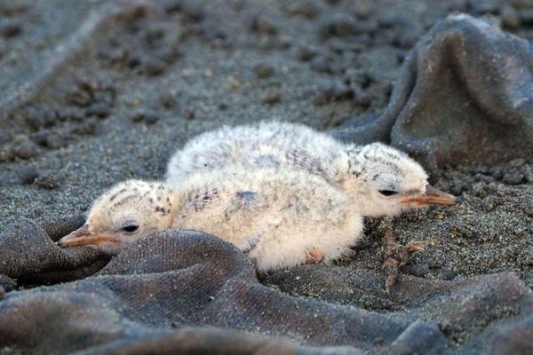 香山沙丘近期有超萌小燕鷗陸續破殼而出，每窩約有2至3隻幼雛。（新竹市政府提供）