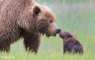 熊媽媽對寶寶的愛，是最療癒的美景