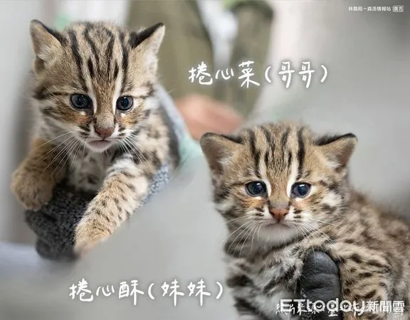 ▲四個月大的石虎龍鳳胎萌樣曝光。(圖/翻攝自Facebook/石虎保育大使阿虎加油)