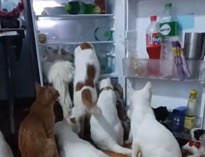 ▲▼貓咪塞進冰箱  。（圖／翻攝自Viral Press／AP）