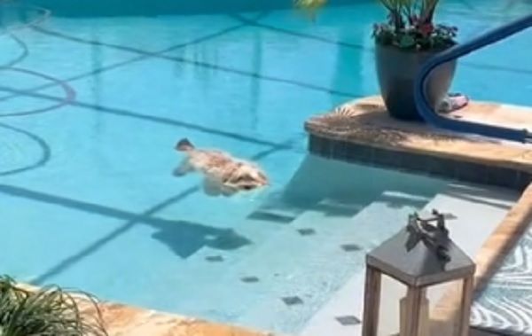 ▲▼狗狗一臉享受漂浮在泳池水面上。（圖／翻攝自TikTok／＠doggroomerhealthnut）
