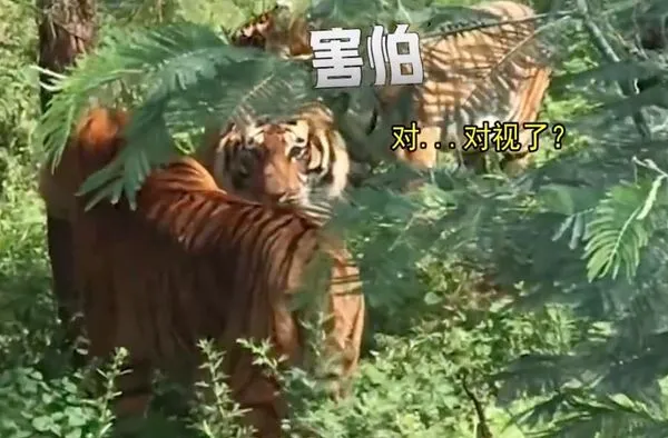 ▲▼ 雲南玉溪一名男子上山採菌遇到三隻大老虎 。(圖/翻攝 速看視頻)