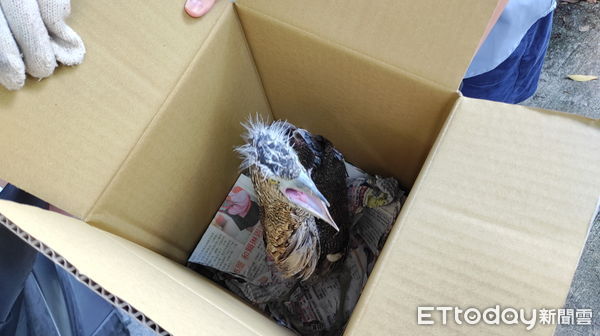 ▲黑冠麻鷺幼鳥從鳥巢掉落後受傷，獲南投林區管理處人員救援。（圖／南投林區管理處提供，下同）