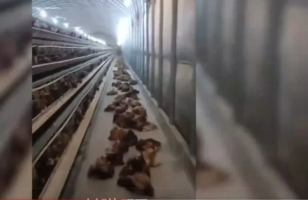 ▲▼雞場斷電4000多隻雞被熱死。(圖/翻攝自YouTube/青蜂俠Bee)