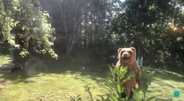 ▲黑熊庭院閒逛，見2腿毛怪嚇到飛奔 。（圖／YouTube＠ViralHog）