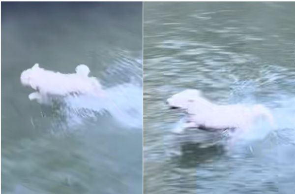 ▲狗狗在水面上奔跑的畫面彷彿練就了「輕功水上漂」。（圖／翻攝自抖音/Lynn）