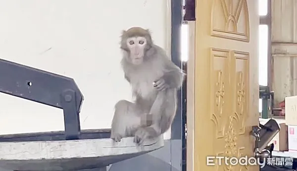 ▲獨臂台灣獼猴闖入汽車修護廠,對於四周也充滿好奇觀望。(圖/記者沈繼昌翻攝)
