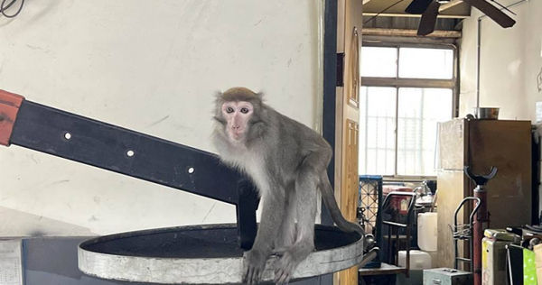 桃園市某家汽車修護廠今日被台灣獼猴闖入，員工不知如何處理只好發文求助。（圖／報系資料照）