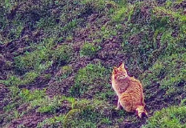 ▲▼監視器拍到「短尾胖橘貓」跑進國家公園　研究員驚呆：是特有種。（圖／翻攝自臨夏州生態環境保護協會微博）