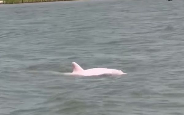 ▲美國一民漁夫在捕魚時巧遇「粉色海豚」          。（圖／翻攝自Facebook／Thurman Gustin）