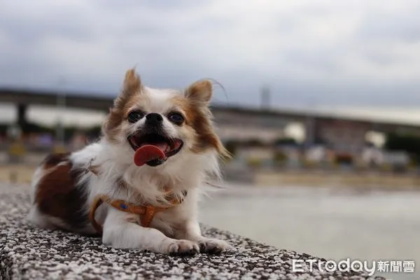 ▲▼ 毛孩開心出門,回家後喘不停,可能是中暑了 。(圖/記者戴上容翻攝)