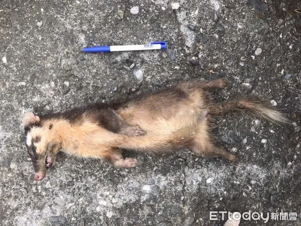 ▲花蓮瑞穗鄉鼬獾咬傷民眾,經採樣送驗鼬獾檢體後,檢出狂犬病陽性。(圖/花蓮縣動植物防疫所提供,資料照片)