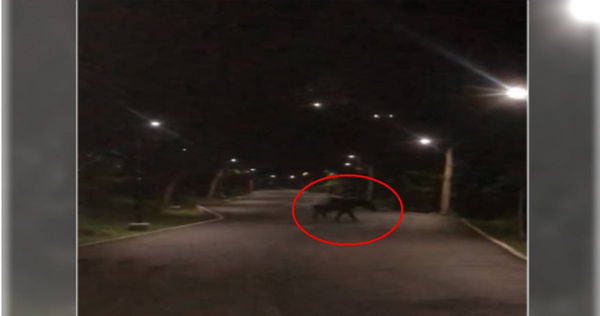 新加坡網友貼出馬來貘的照片及影片，從影片中可看見，一隻體型有如「大豬」的野生馬來貘在路上行走，而後牠似乎為了避開後方人類，就往旁邊的草叢走去。（圖／翻攝Singapore Wildlife Sightings ／MC Wai）