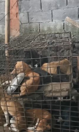 ▲印尼托莫洪極限市場禁售狗肉。（圖／翻攝自Humane Society International）