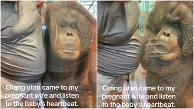 動物園猩猩「緊貼玻璃傾聽寶寶心跳」　孕婦遇暖心互動網秒認出本尊