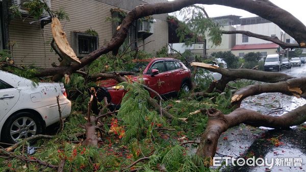 ▲台東路樹倒塌。(圖/記者楊漢聲翻攝,下同)