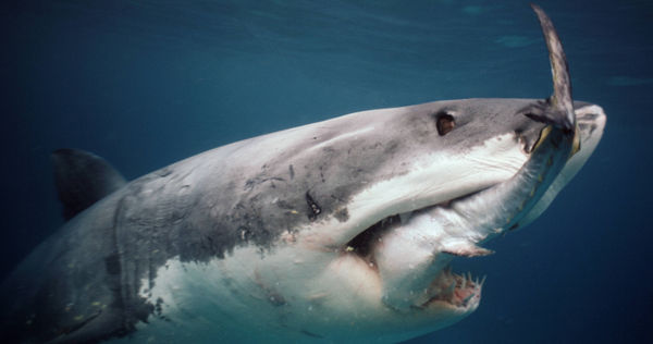 史前海洋霸主「巨齒鯊」為何會滅絕？近日有科學家對此進行研究，表示可能與大白鯊有關。（圖／達志／美聯社）