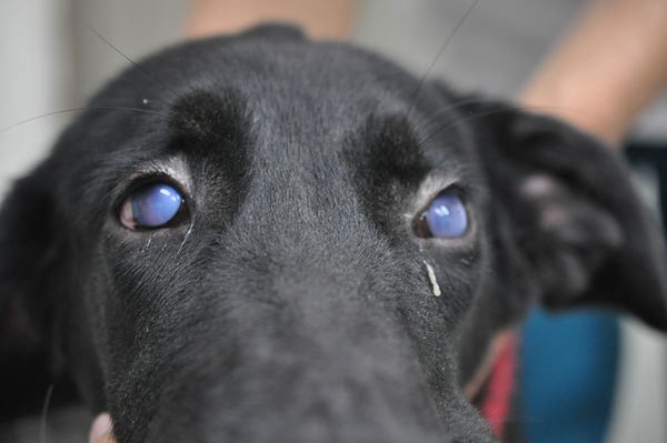 ▲感染傳染性犬肝炎的狗狗眼睛呈現特異性藍眼，乃因免疫複合體沉積於角膜所致。（圖／新北市政府動保處提供）