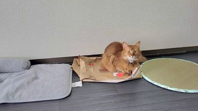 花錢買貓床、寵物涼墊！結果貓貓最終選了「0元紙袋」　網笑：紙箱紙袋無敵