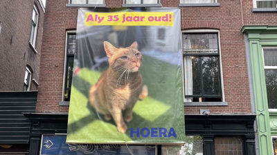 主人想炫耀！荷蘭街頭驚見大幅廣告「我家貓35歲啦」　網鼓掌：值得大擺筵席