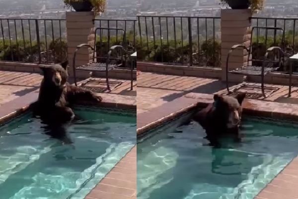 警方接獲民眾通報後前往民宅，發現黑熊是為了泡泳池消暑所以闖入房子。（圖／翻攝自Instagram／burbankpolice）