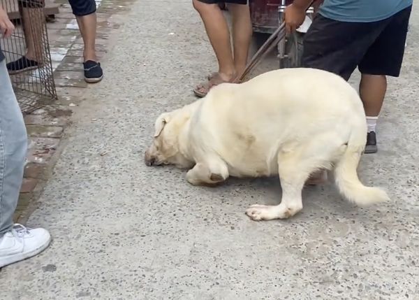 ▲▼60公斤拉布拉多犬。（圖／翻攝自微博／農村啊威）