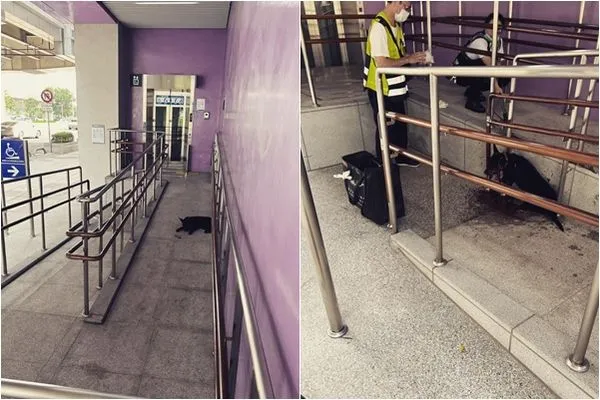 ▲▼台中市大慶捷運站驚傳虐狗案。(圖/翻攝IG/3.9homehome)