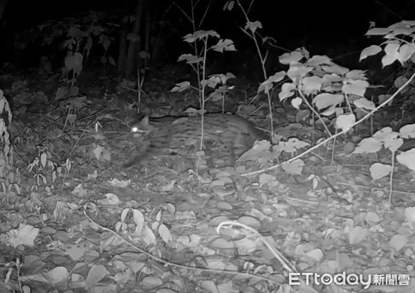 ▲暌違17年,石虎再度現蹤台南曾文溪下游。(圖/林業署提供)