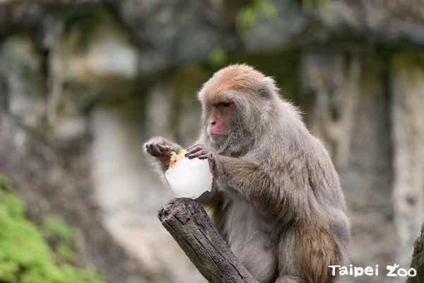 ▲台灣獼猴正在慢慢享用夏季限定的冰品。（圖／臺北市立動物園提供）