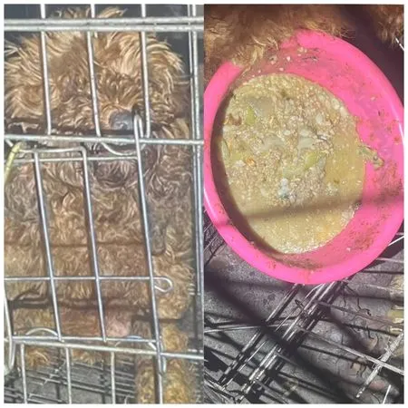 ▲彰化大村鄉有狗吃廚餘。(圖/彰化愛爸提供)