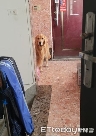 ▲黃金獵犬「咬新娃娃」站在電梯門口　皺眉看主人：不是要去玩嗎？（圖／粉專「肉包的頑皮世界」提供，請勿隨意翻拍，以免侵權。）