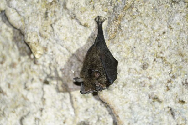 ▲▼花蓮月洞「洞穴獨行俠」台灣大蹄鼻蝠。(圖/豐濱鄉公所)