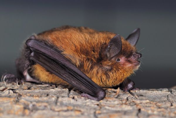 ▲▼月洞尋寶 華南水鼠耳蝠。(圖/豐濱鄉公所)