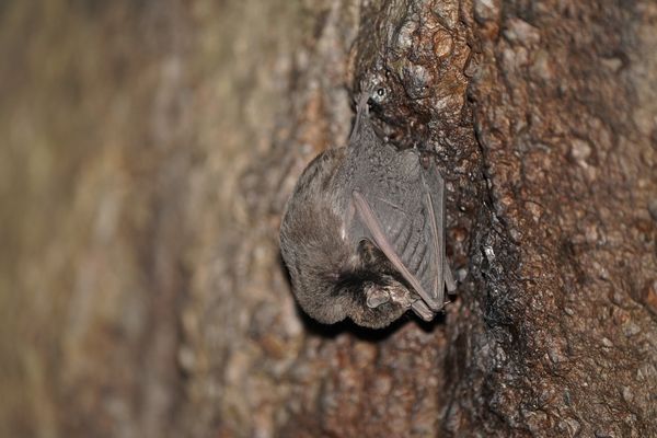 ▲▼花蓮月洞蝙蝠調查,找到高達12種蝙蝠。(圖/豐濱鄉公所)