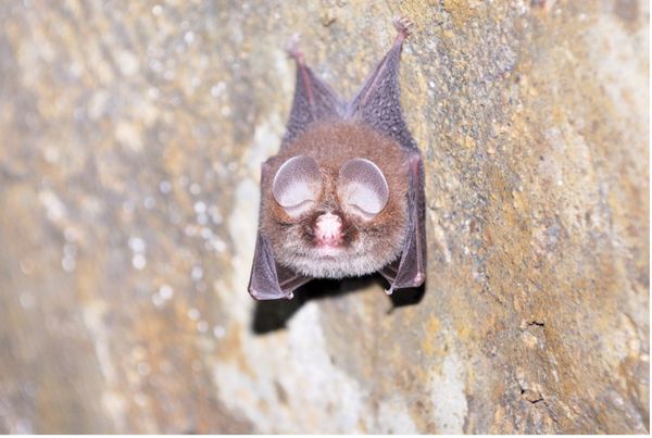 ▲▼花蓮月洞蝙蝠調查,找到高達12種蝙蝠。(圖/豐濱鄉公所)