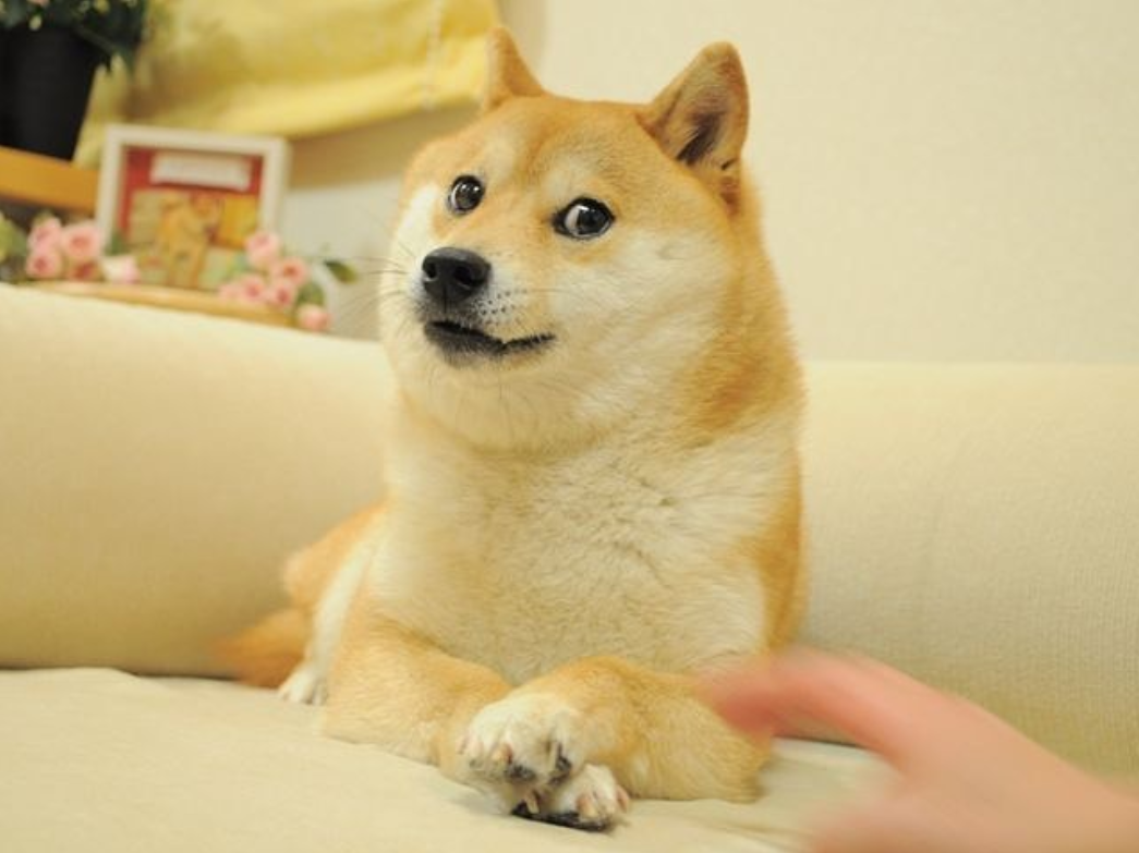 ▲風靡全球的柴犬MEME（迷因）圖始祖Doge今年將滿18歲。（圖／翻攝自IG／kabosumama）