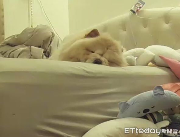 鬆獅犬偷溜上床。（圖／飼主金焦勾提供）