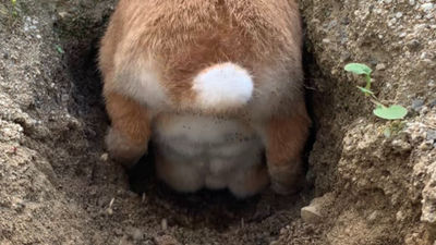放兔兔在院子挖土！3年後震驚飼主「牠練出6塊腹肌」　網樂：畢竟幹挖掘工作