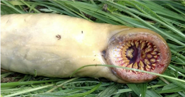 漁夫發現3.4億年「吸血鬼魚」　滿口尖牙活像大型蠕蟲