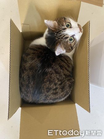 貓咪窩紙箱。（圖／飼主Chun Chin提供）