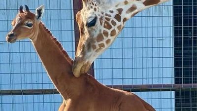 美動物園誕生「無斑點長頸鹿」　身高已達183cm！園方曝：獨一無二