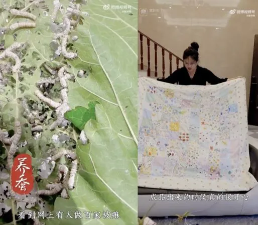 ▲▼大陸一女養2500隻蠶為姐姐做「百家被」當做嫁妝。(圖/翻攝微博)