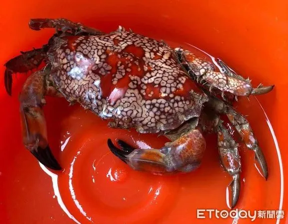 ▲▼ 澎湖漁民捉到劇毒繡花脊熟若蟹。(圖/記者陳韋男攝)